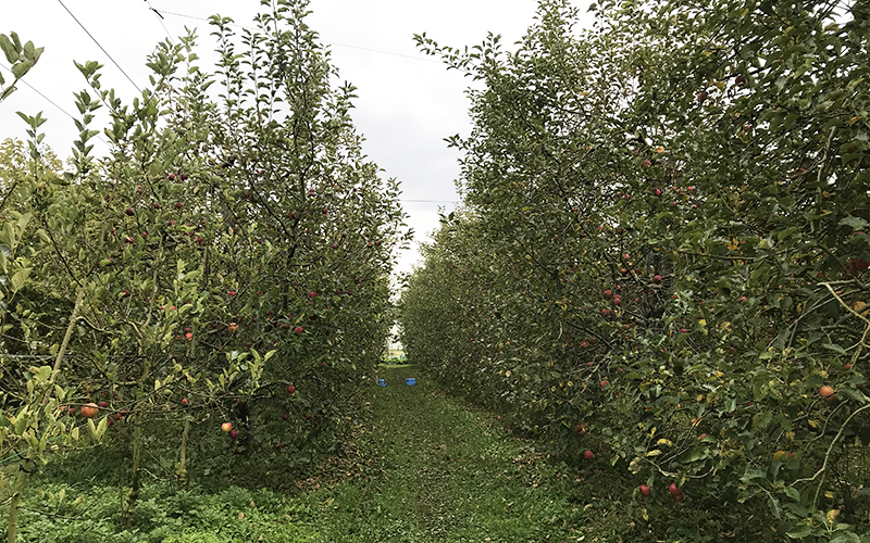 金井農園のりんご畑