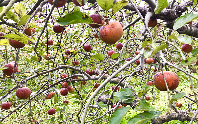 金井農園のりんご